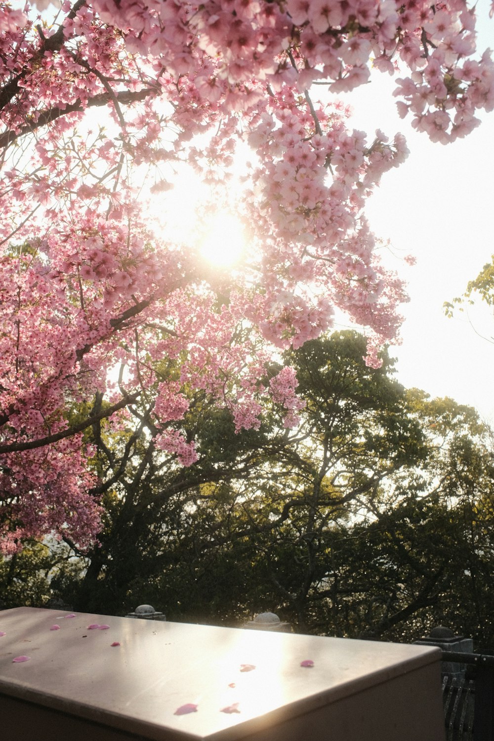 the sun shines through the pink flowers on a tree