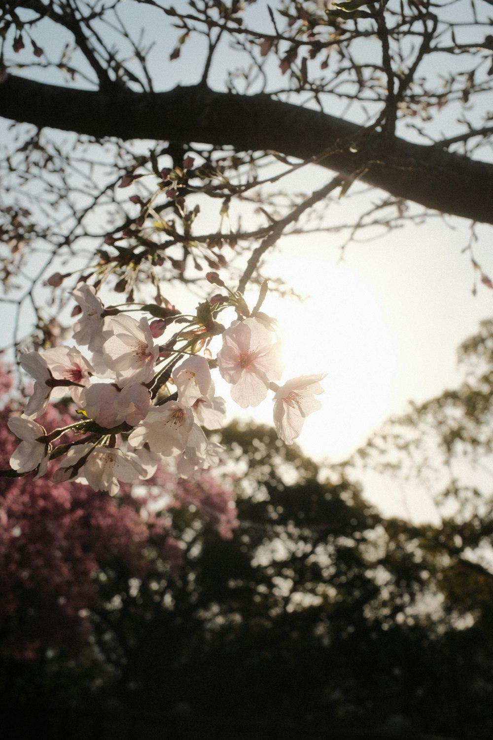 the sun shines through the branches of a flowering tree