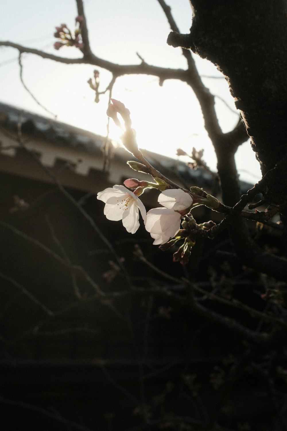 a branch of a tree with white flowers