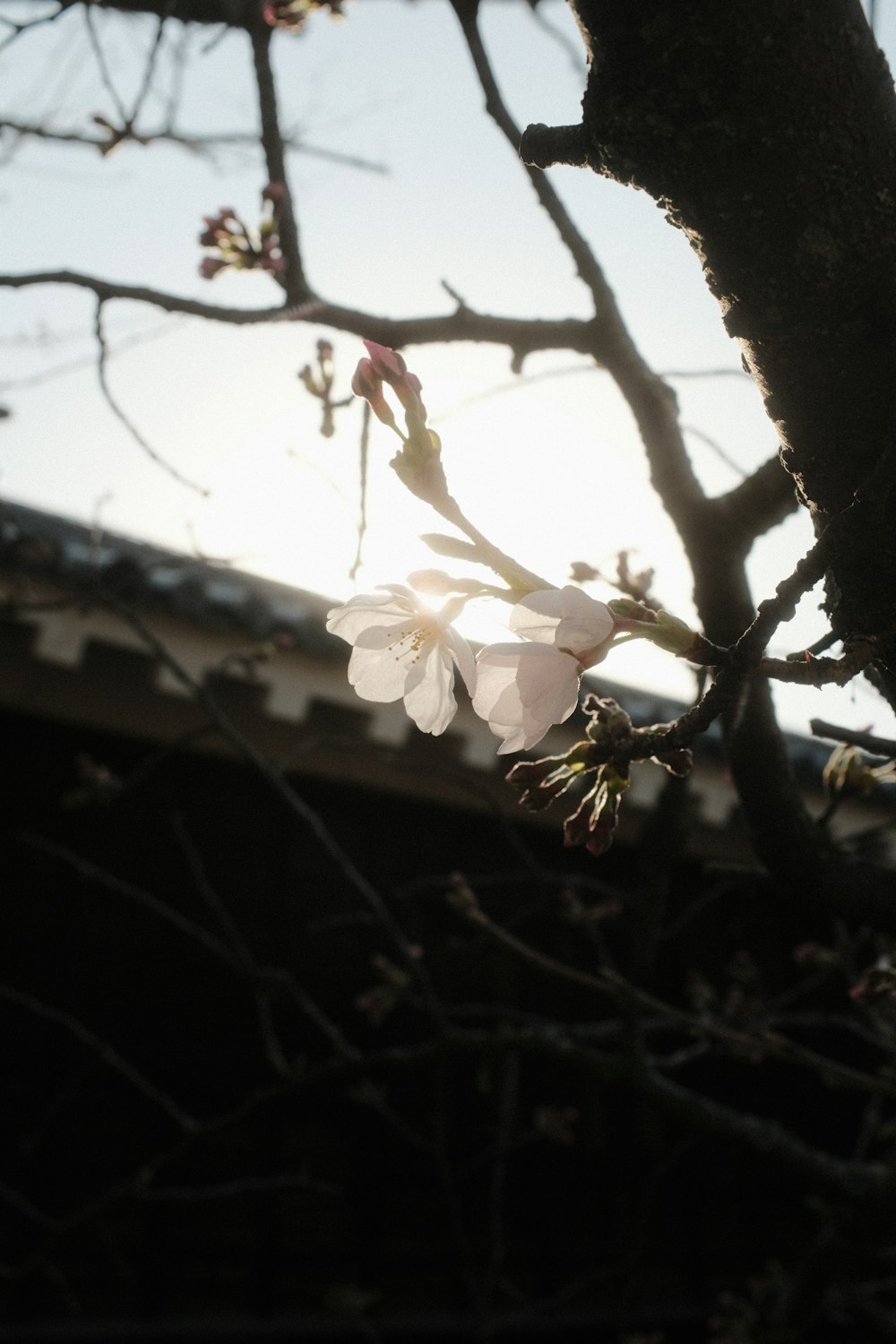 a white flower on a tree branch with the sun in the background