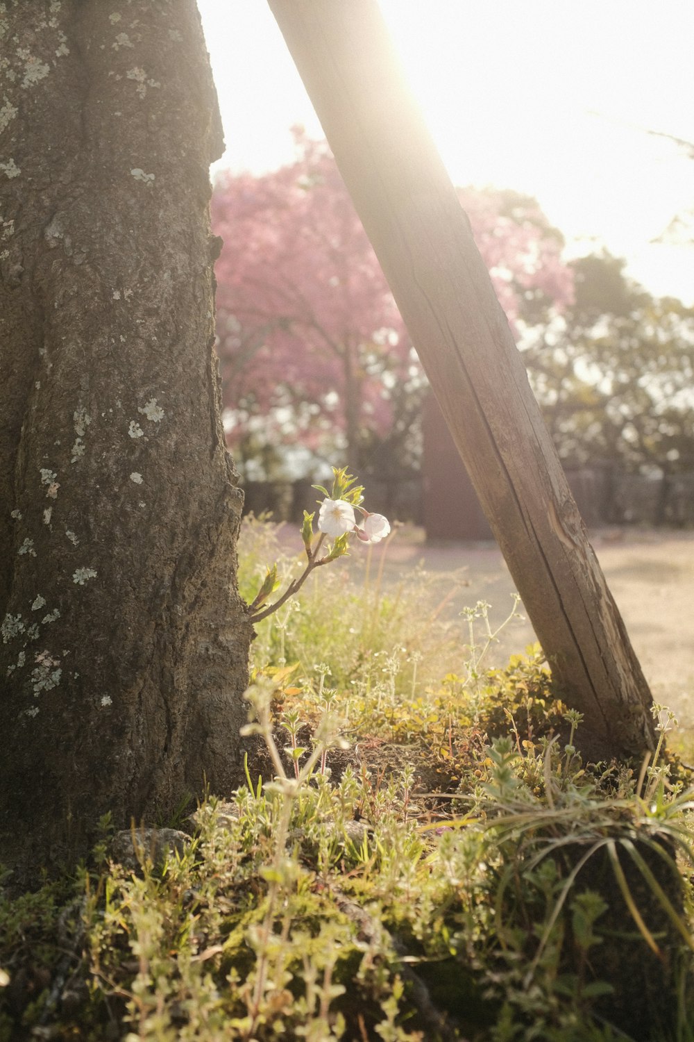 a small white flower growing between two trees