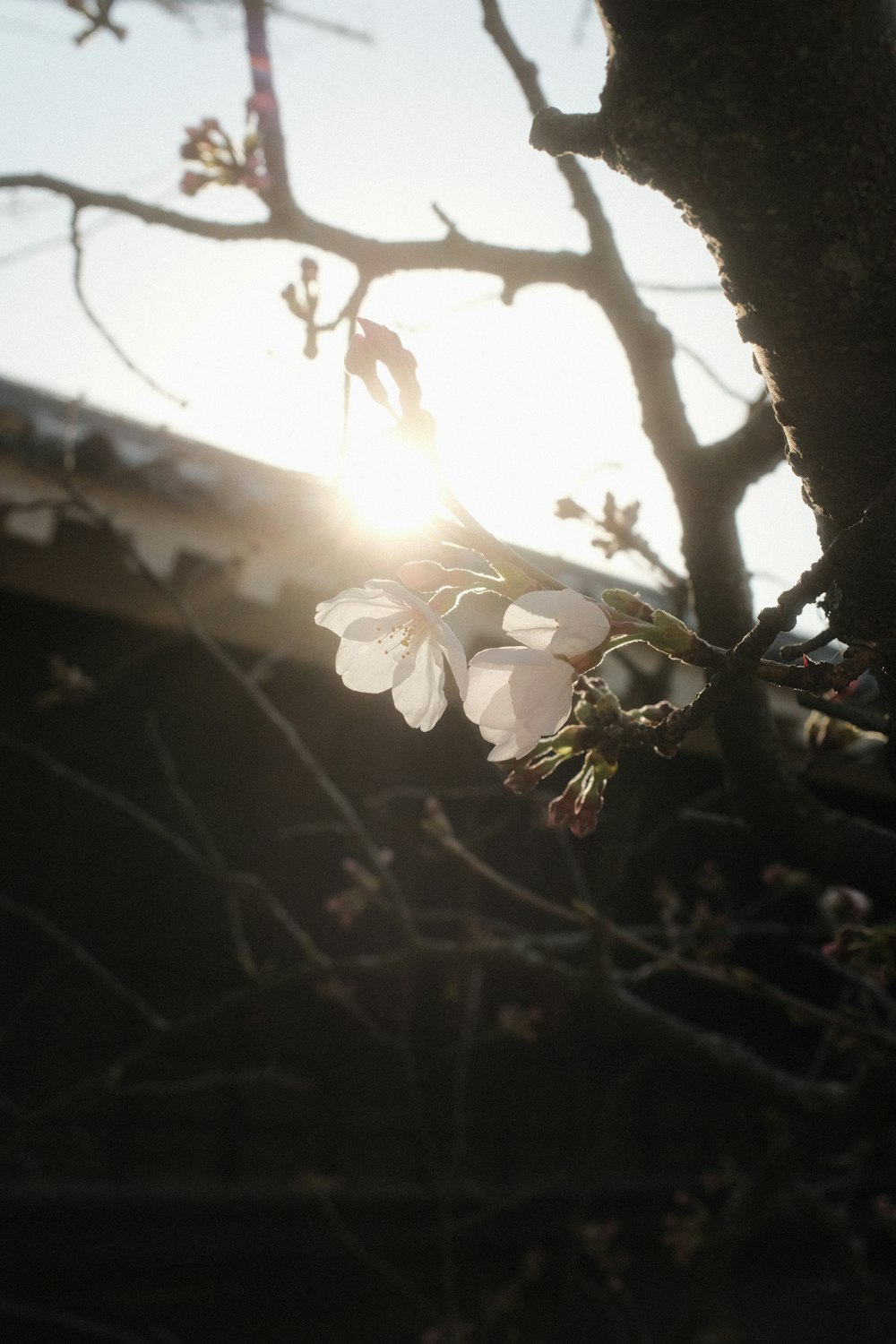 the sun is shining through the branches of a tree