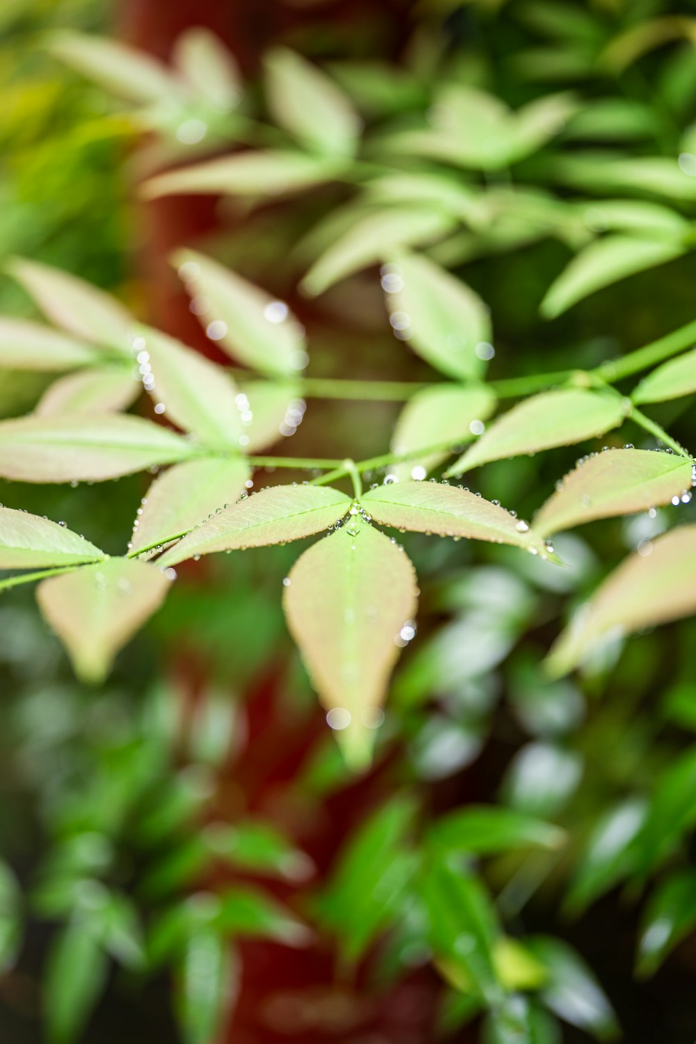 a close up of a plant with water droplets on it