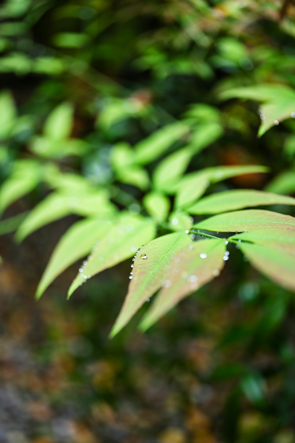 a close up of a green plant with drops of water on it