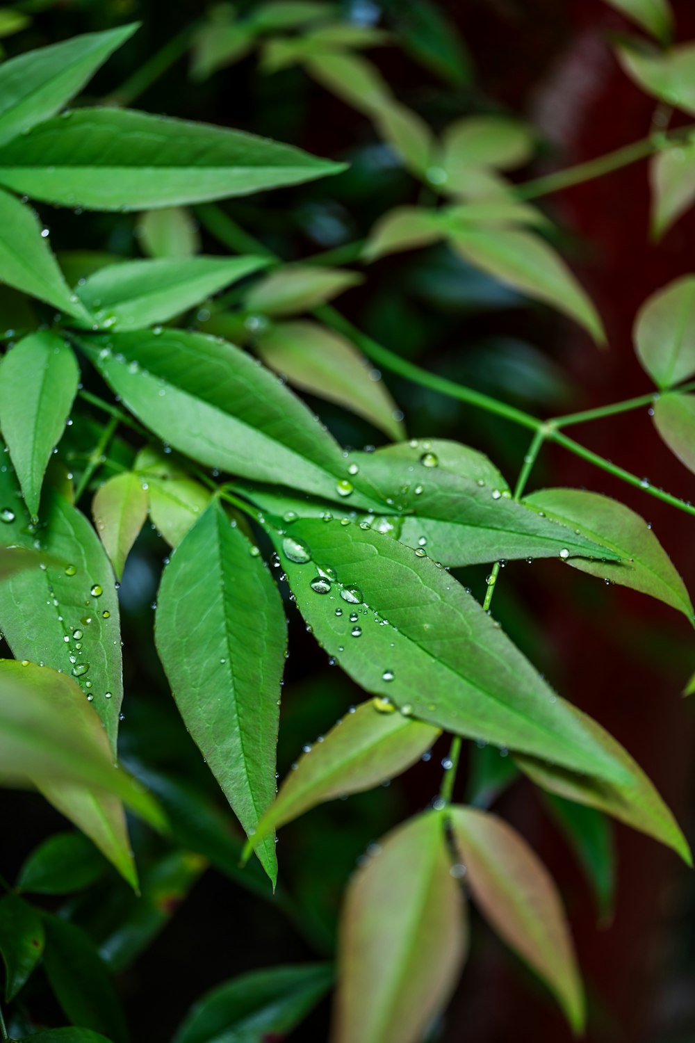 a green plant with water droplets on it