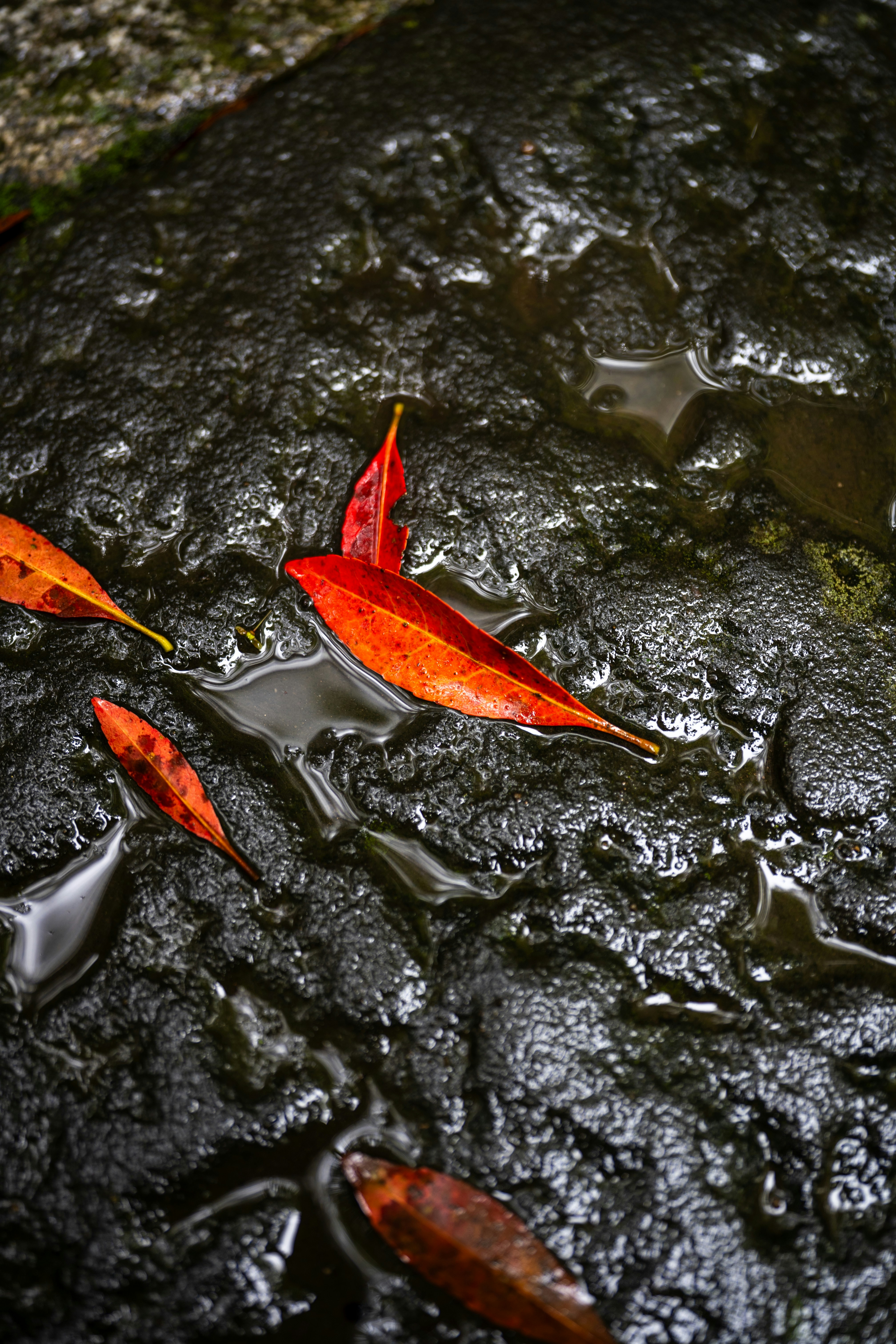 Il Sughero Galleggia Per Pesca Fotografia Stock - Immagine Di Vecchio, Attrezzatura: 24376012 - Foto 12