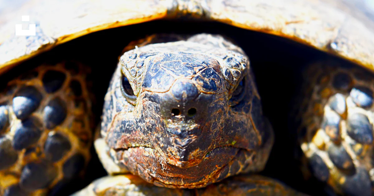 A close up of a tortoise shell photo – Free Turtle Image on Unsplash