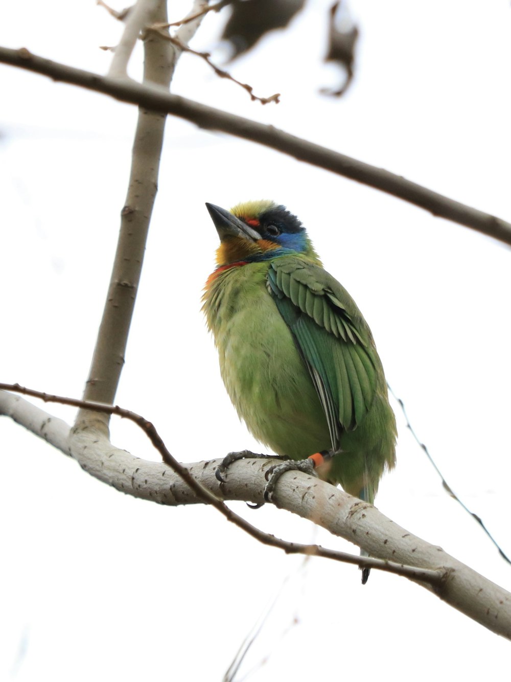 a small green bird perched on top of a tree branch