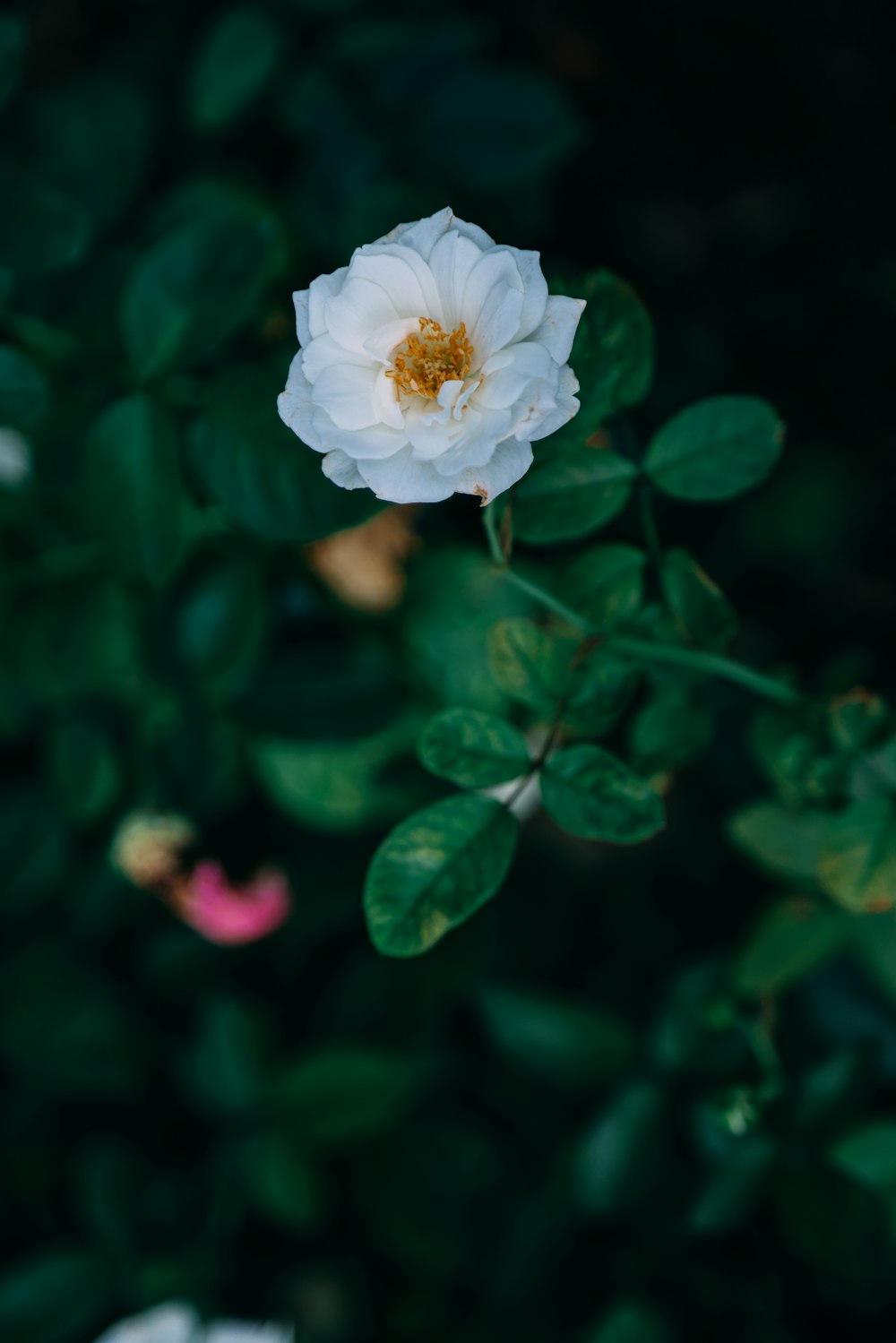 a white flower with a yellow center in a garden