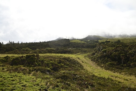 a lush green hillside covered in lots of grass