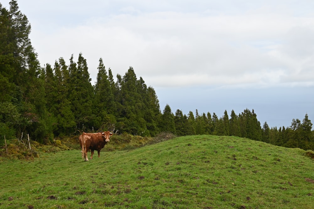 una mucca marrone in piedi in cima a una collina verde lussureggiante