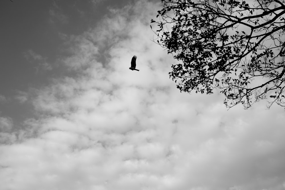 a black and white photo of a bird flying in the sky