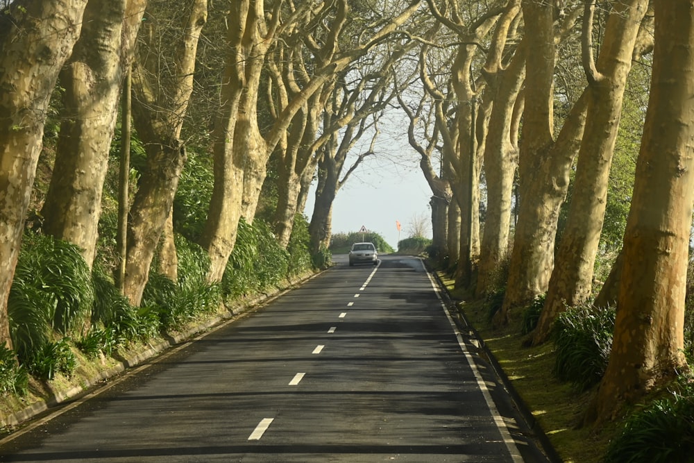 a car driving down a tree lined road