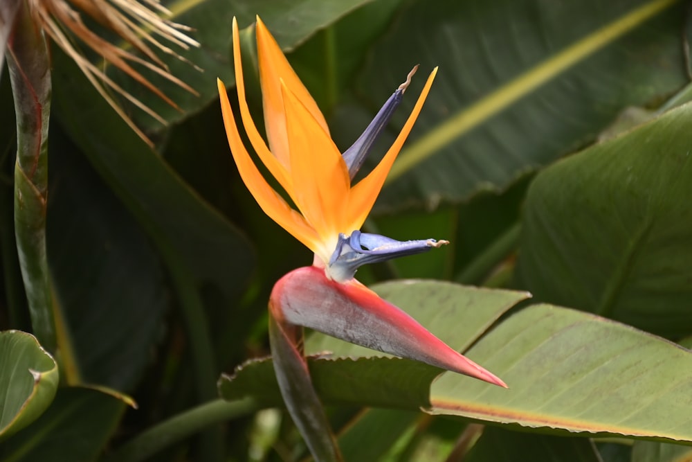 a yellow and blue bird of paradise flower
