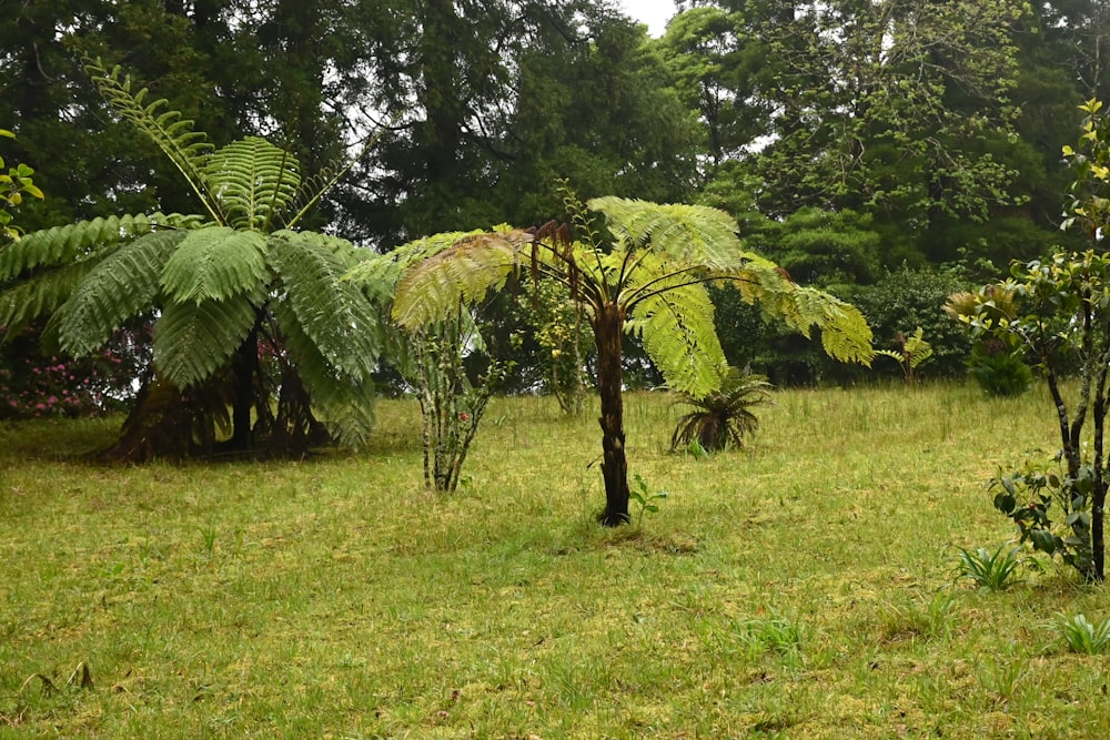 a lush green forest filled with lots of trees