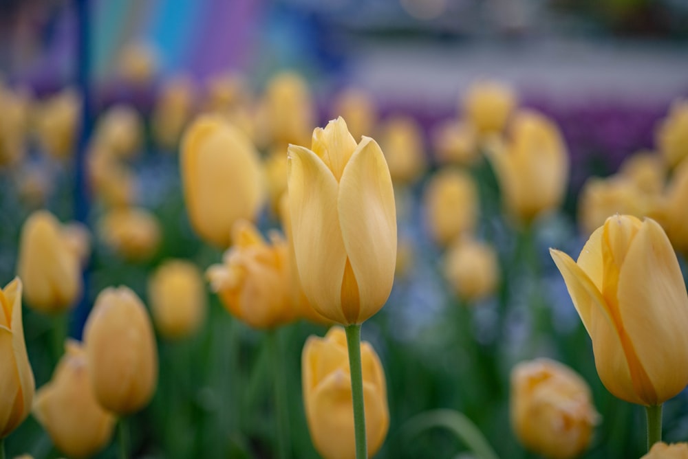 a field of yellow tulips with a blue sky in the background