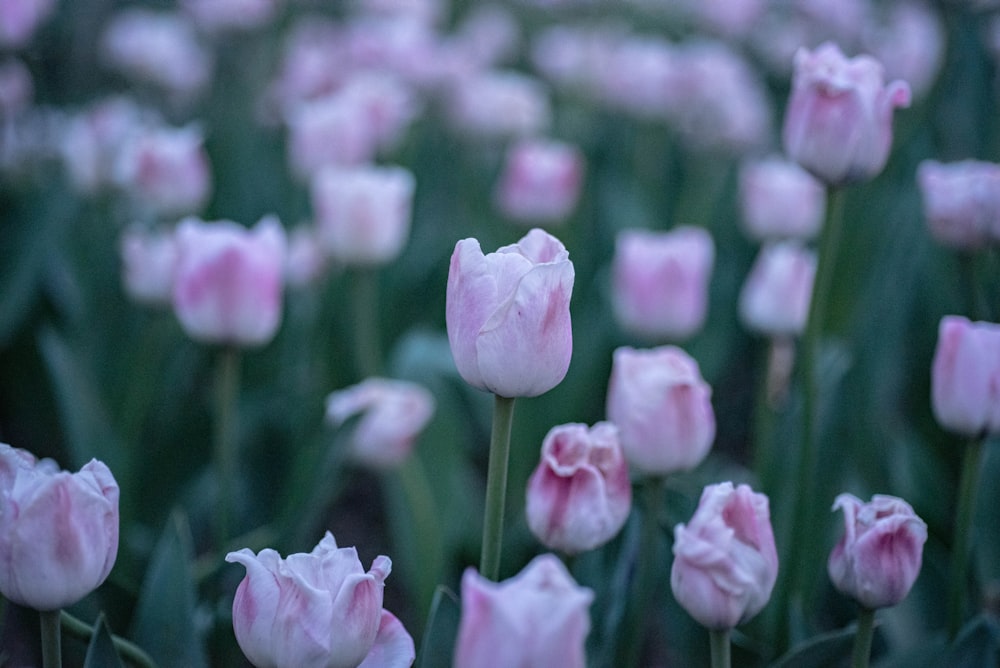 a field of pink tulips with green leaves