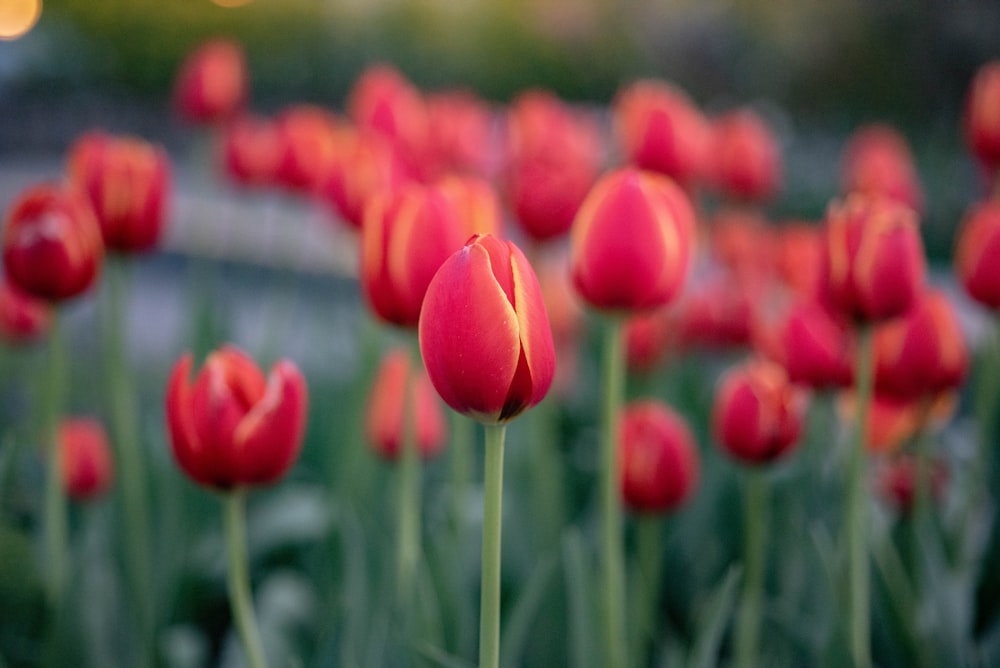 a field of red tulips with a blurry background
