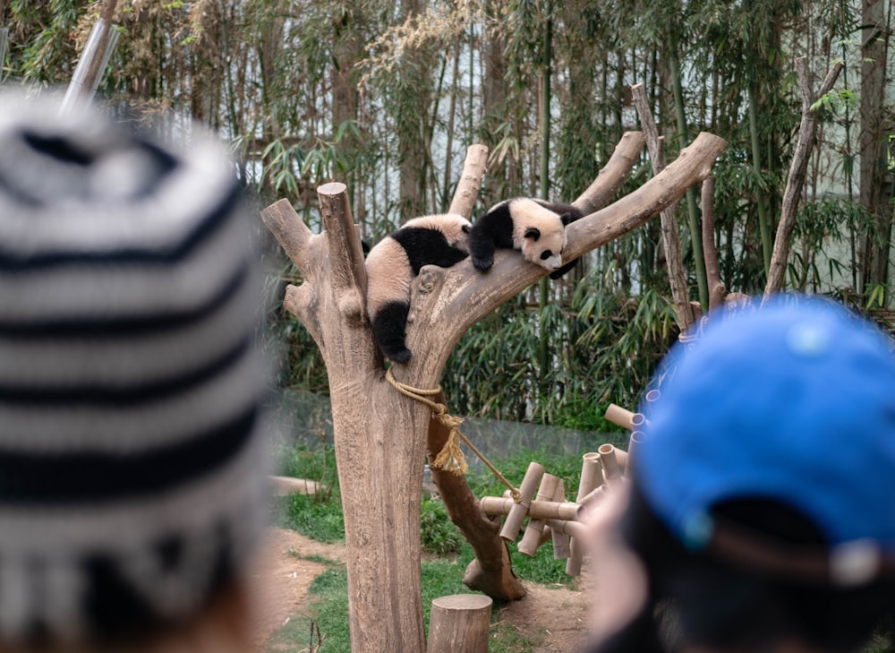 a panda bear sitting on top of a tree