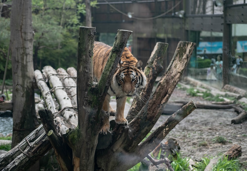 a tiger standing on top of a pile of logs