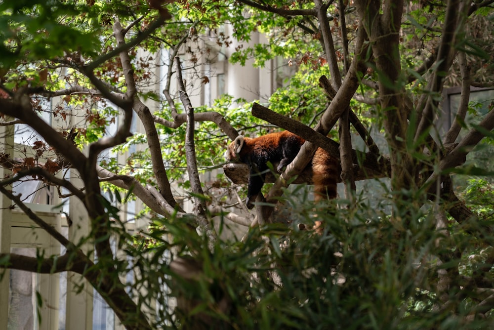 a red panda climbing up a tree branch