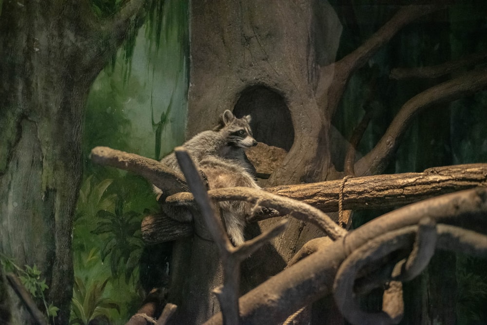 a raccoon sitting on a tree branch in a zoo