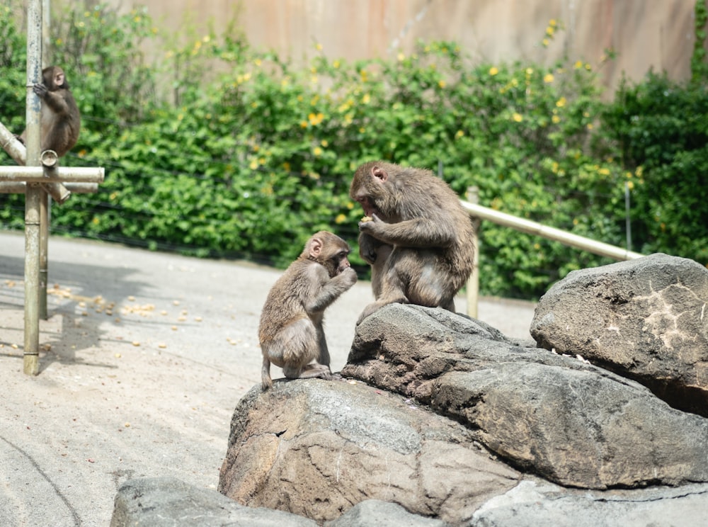 a couple of monkeys standing on top of a rock