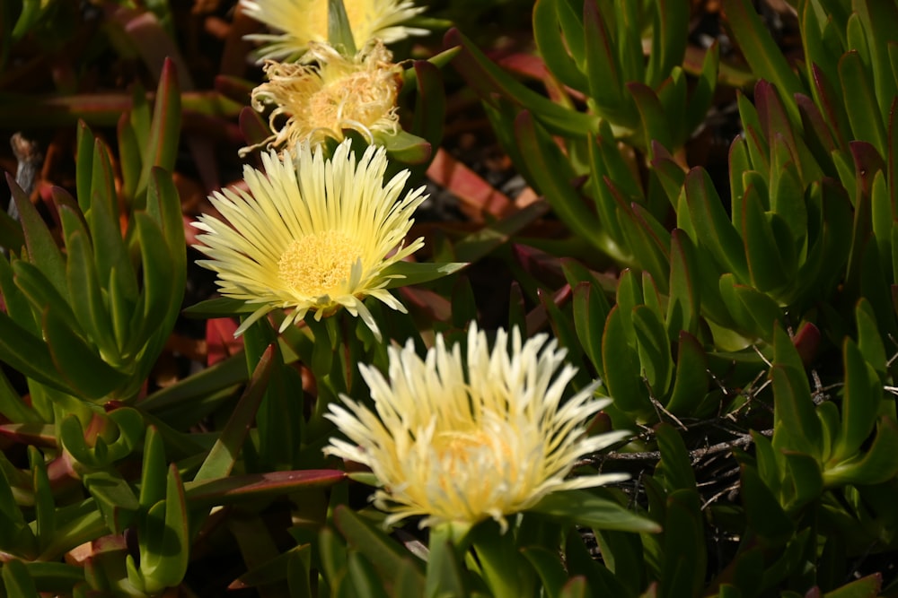 a group of yellow flowers sitting on top of a lush green field