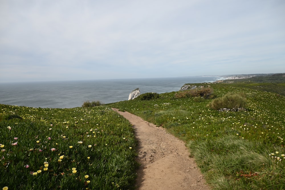 Un sentiero che porta all'oceano su una collina erbosa