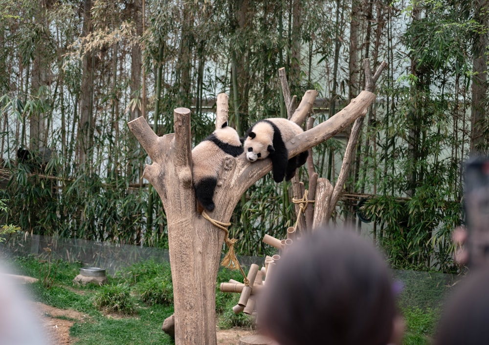 a panda bear sitting on top of a tree