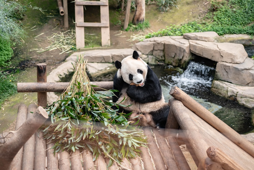 a panda bear sitting on top of a wooden platform