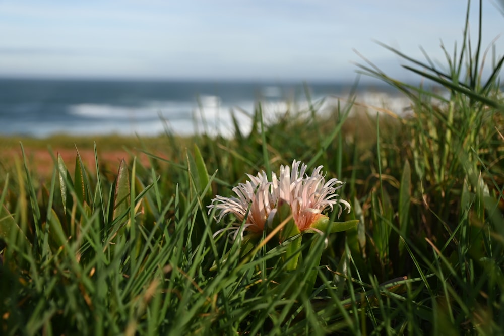 a pink flower sitting in the middle of a lush green field