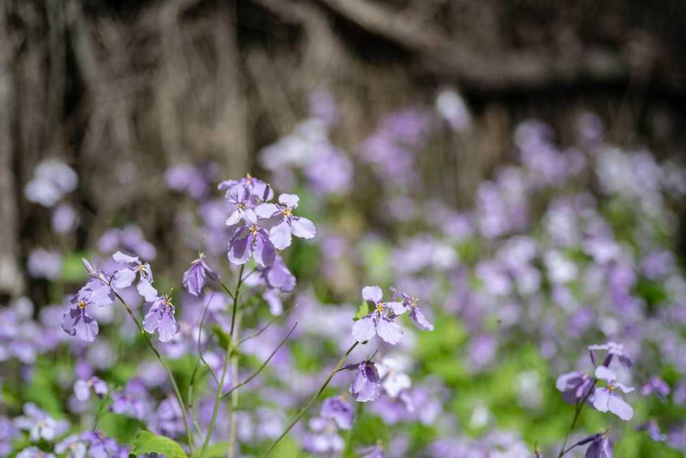 a field full of purple flowers next to a tree