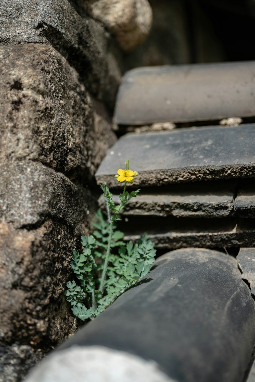 a small yellow flower growing out of a crack in a rock wall