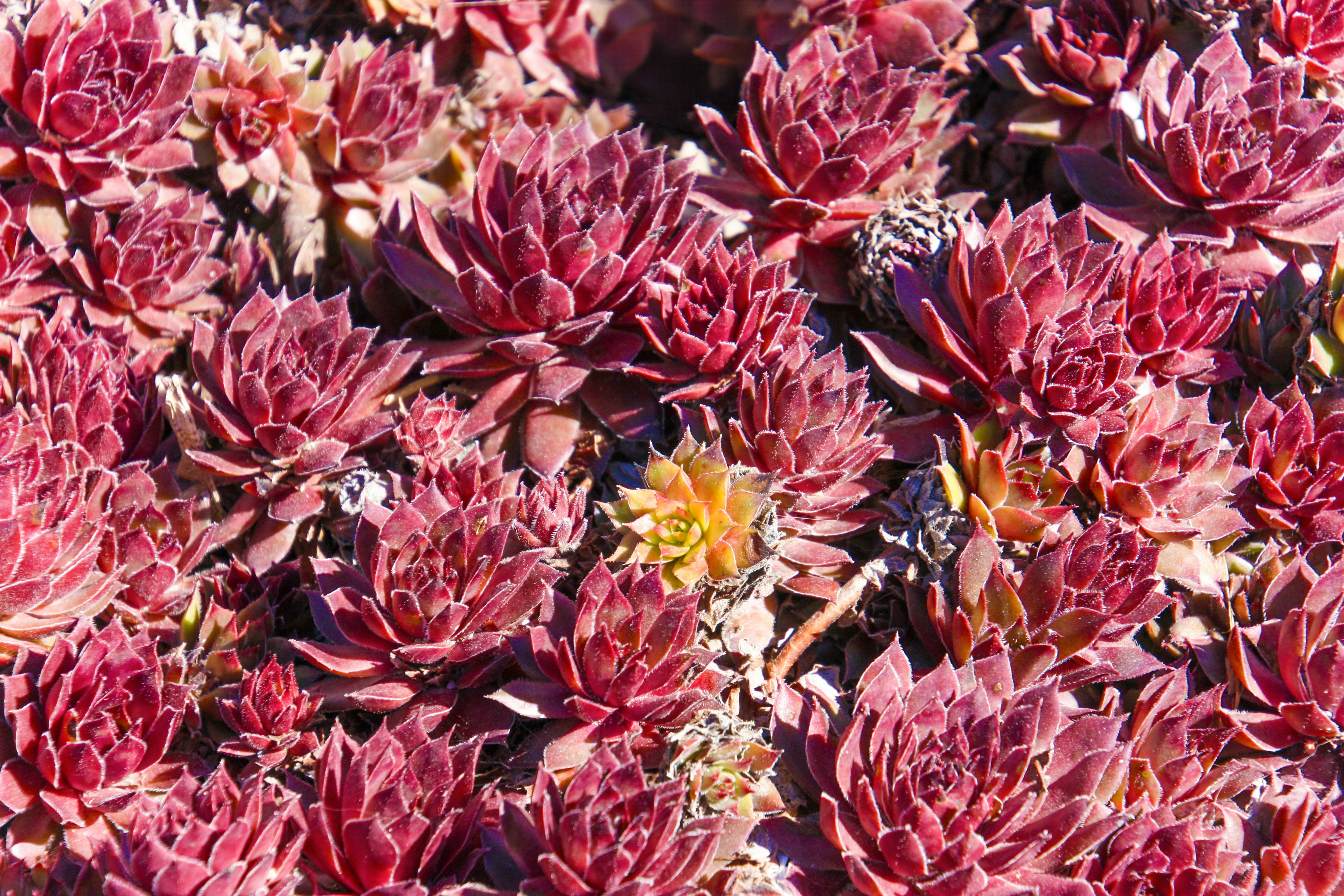 a close up of a bunch of red flowers