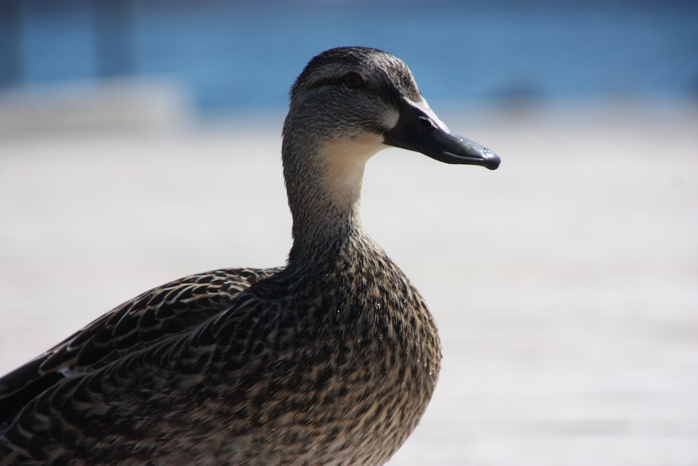 a close up of a duck on the ground