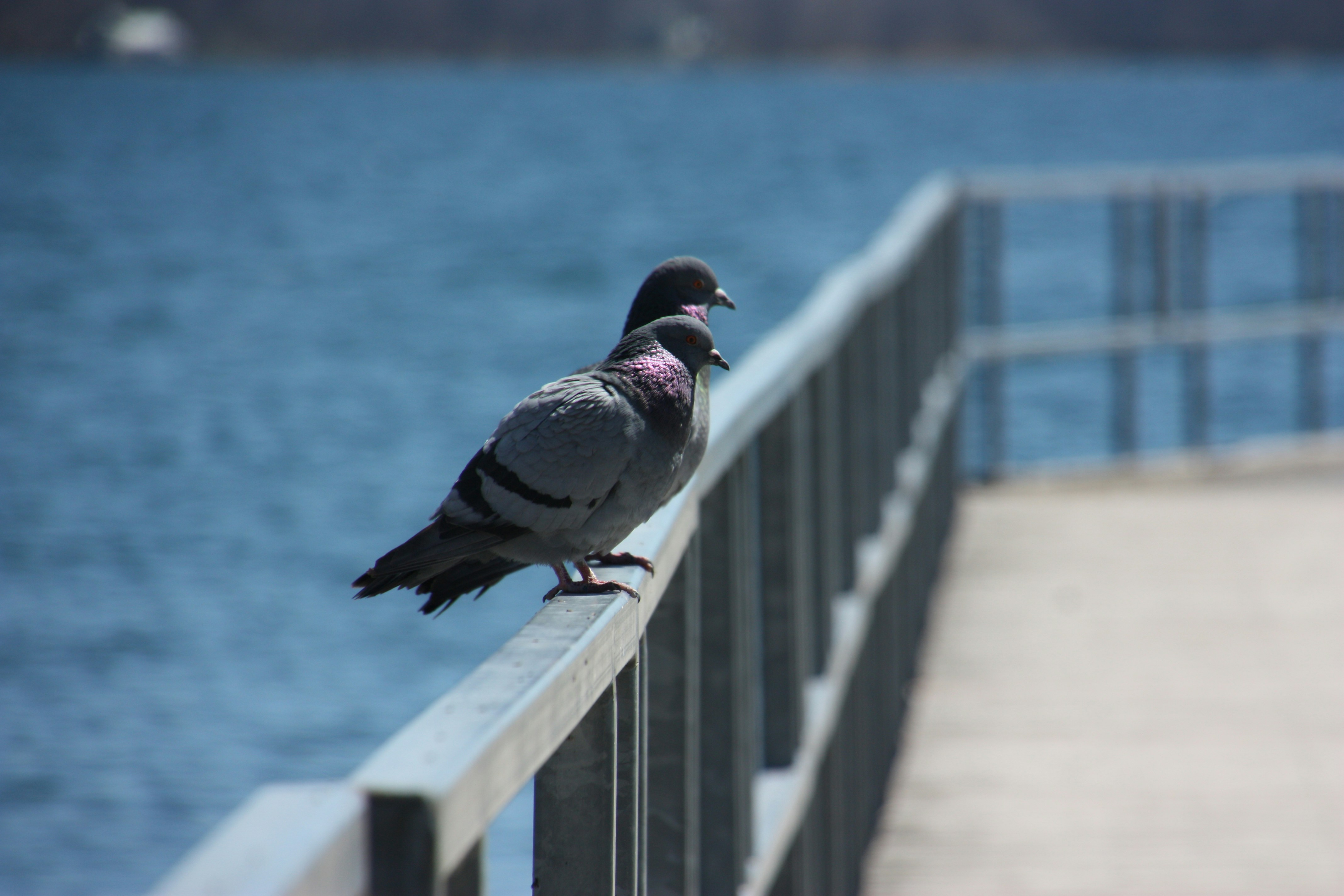 Photo by anthonyaird