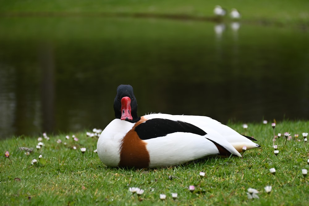 a duck that is laying down in the grass