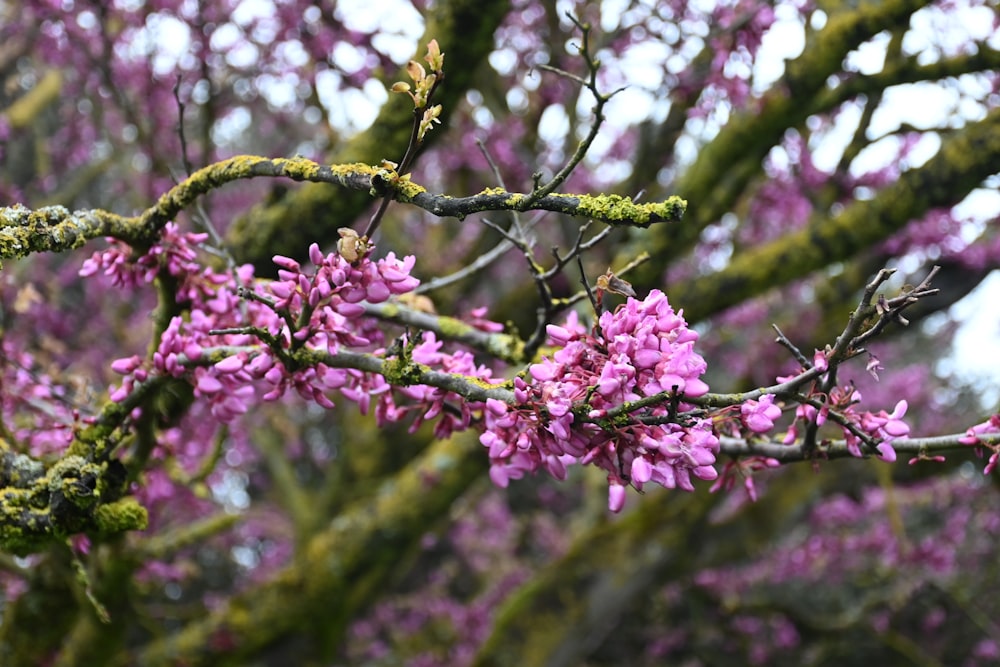 um galho de uma árvore com flores roxas