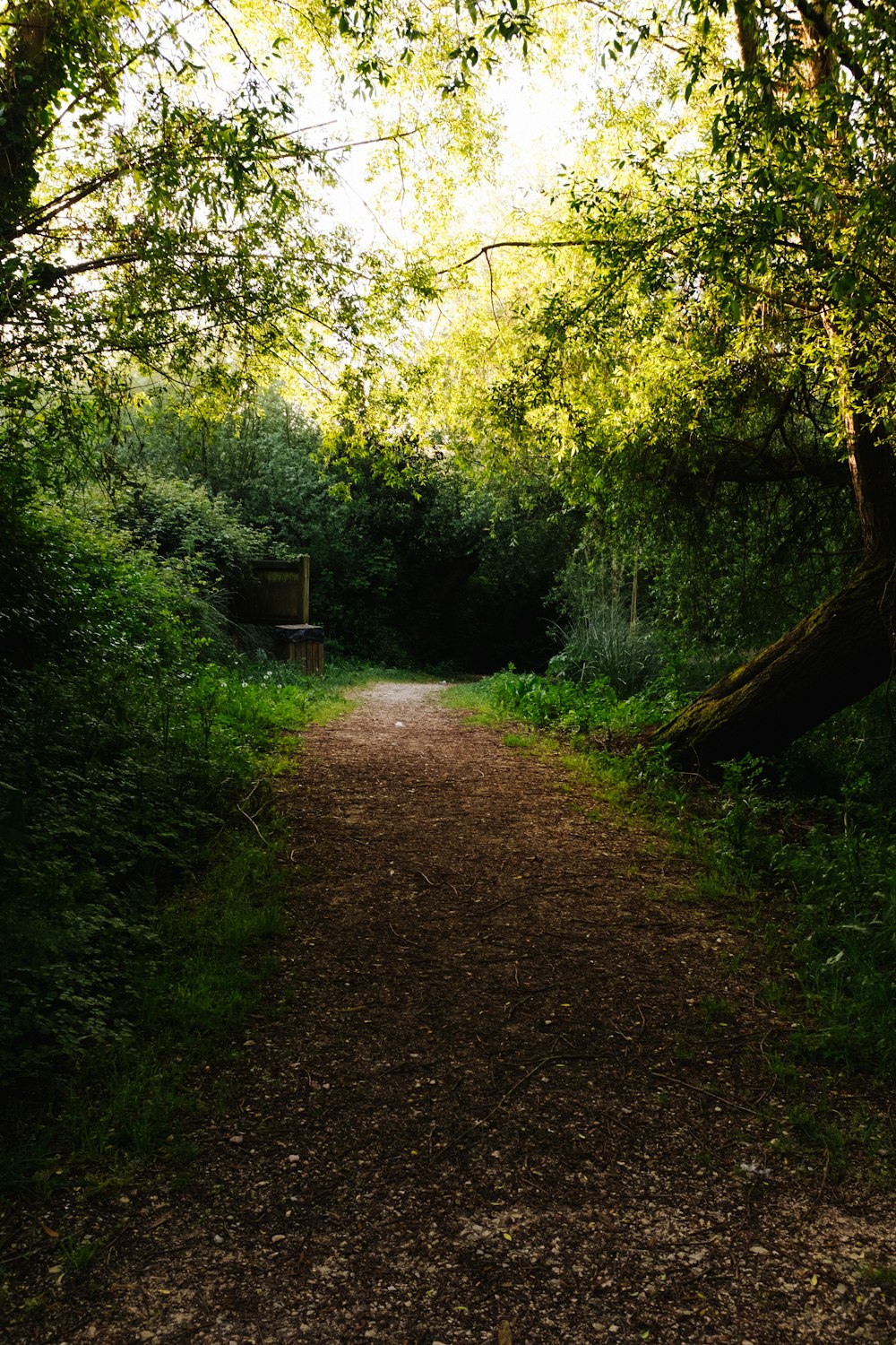 a dirt path in the middle of a forest