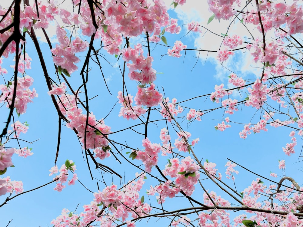 pink flowers are blooming on the branches of a tree