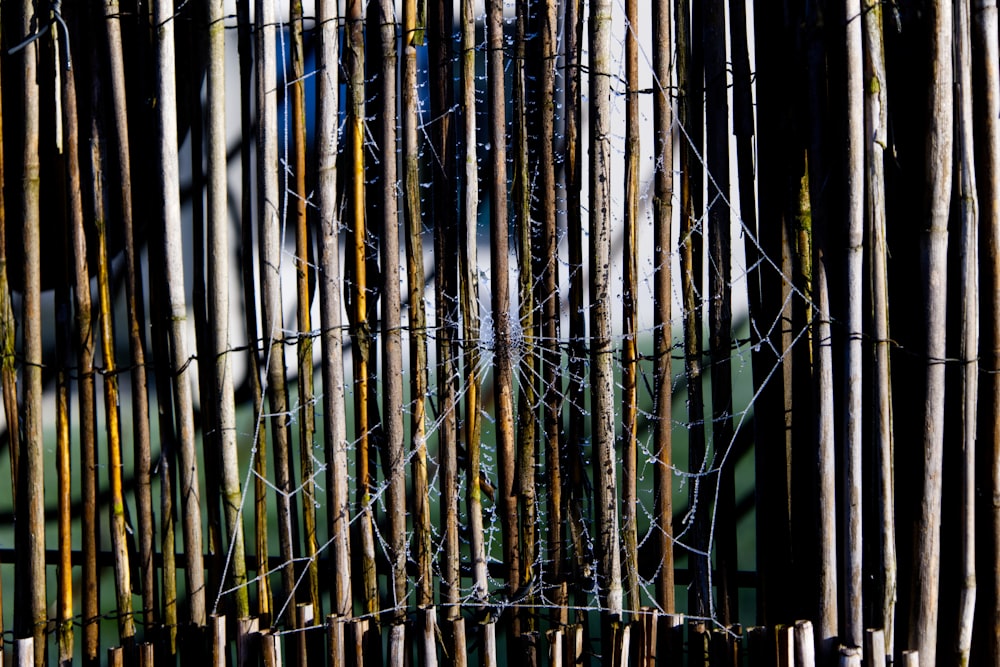 a close up of a fence made of bamboo sticks