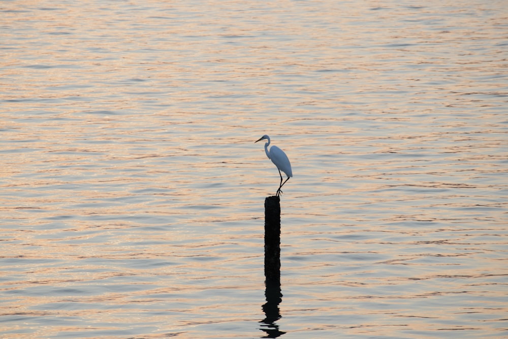 a bird is standing on a pole in the water