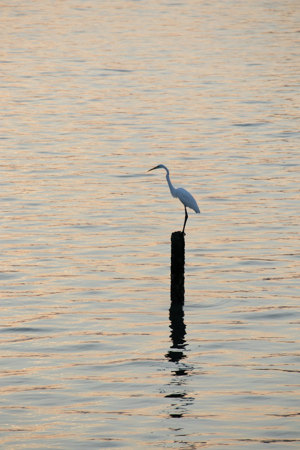a white bird is standing on a post in the water