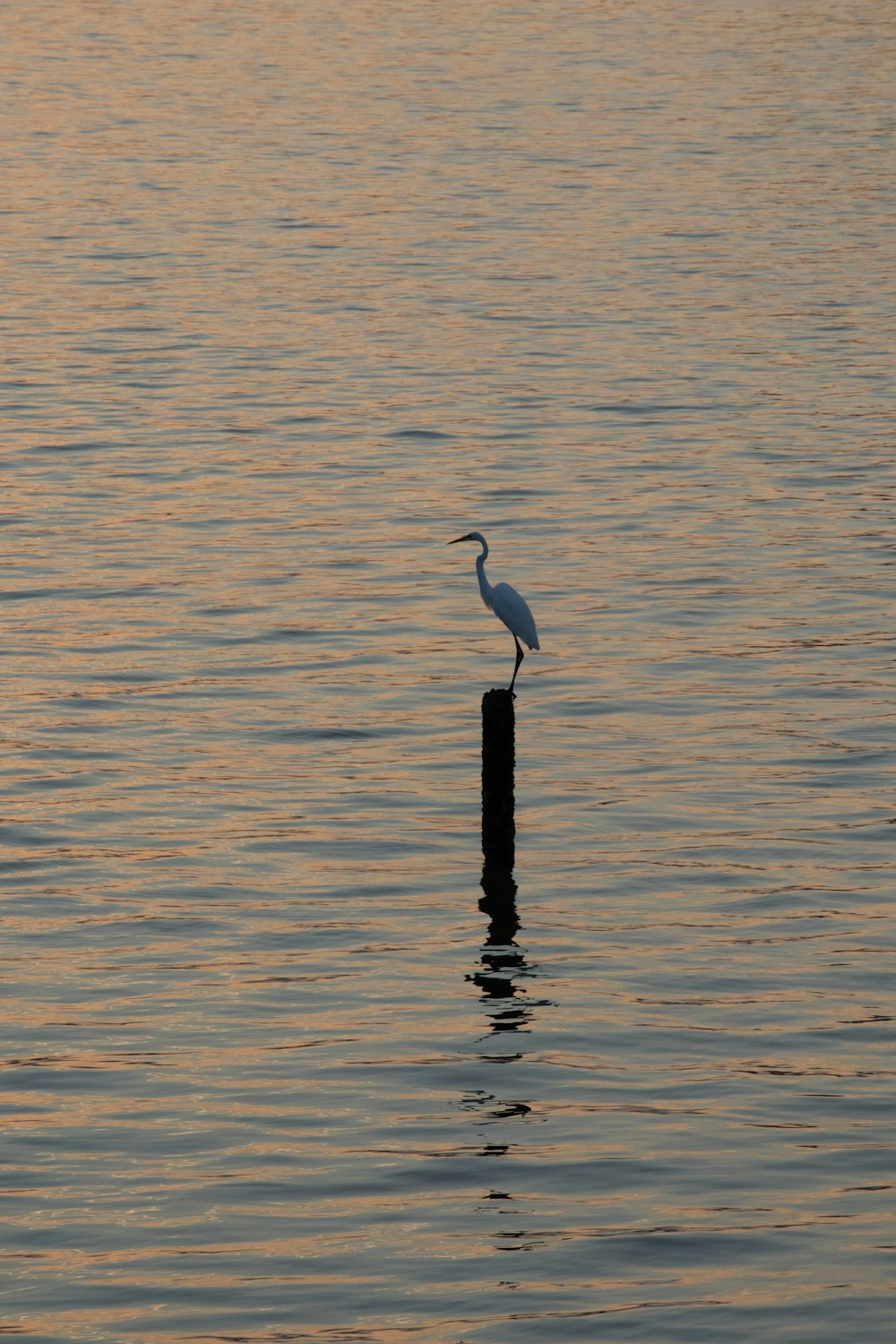 a bird is standing on a post in the water