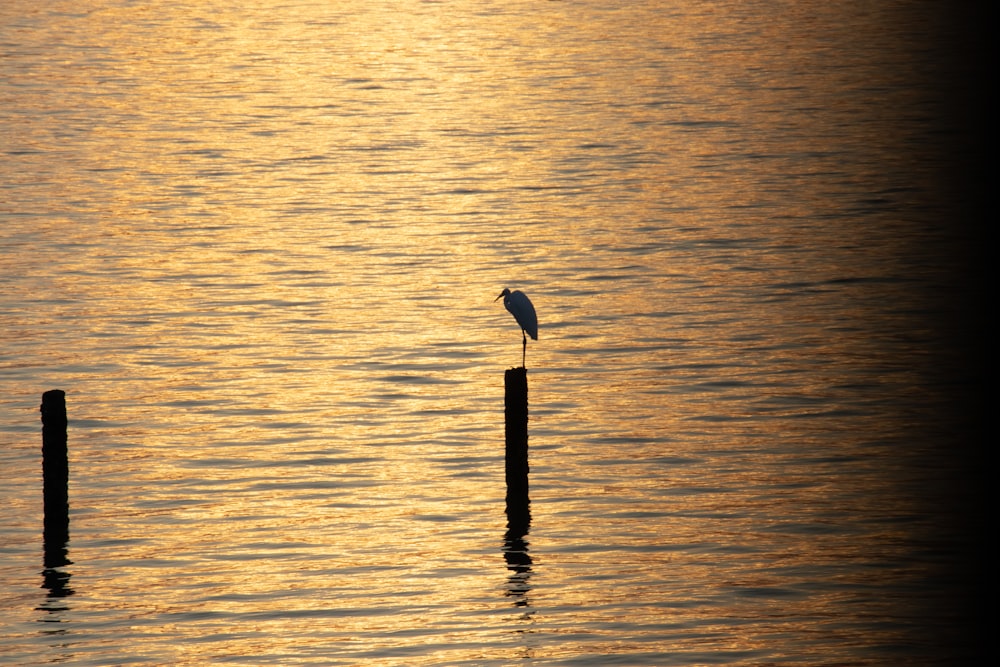 a bird is standing on a pole in the water