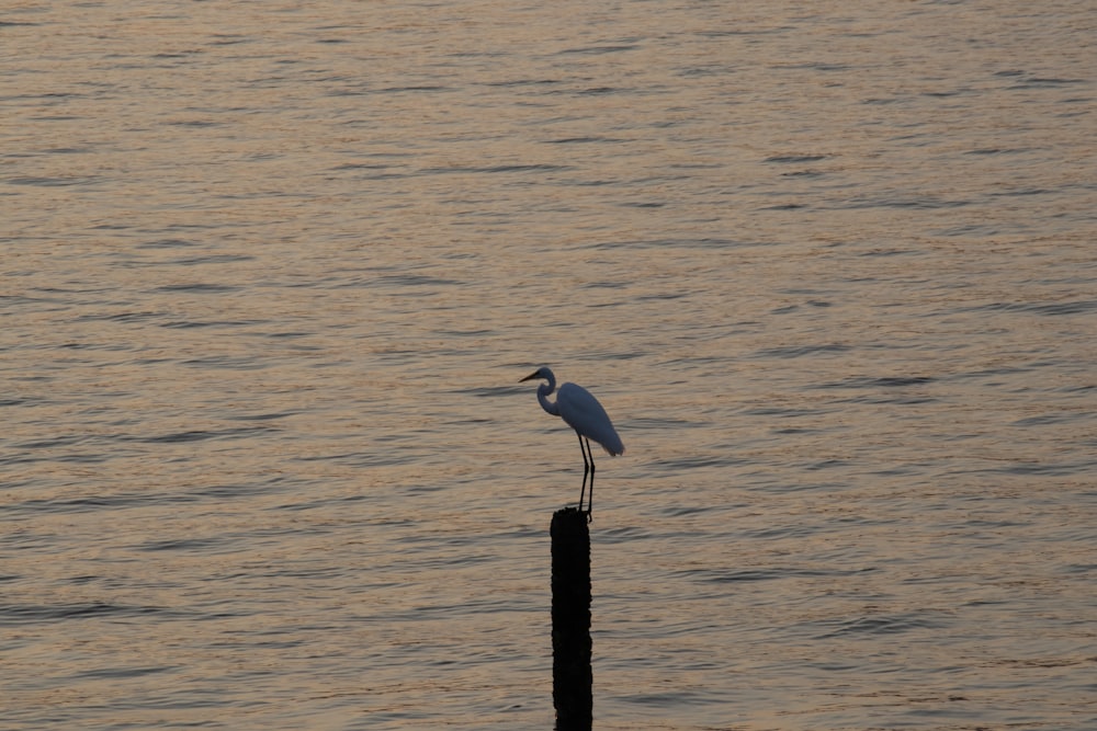 a bird is standing on a post in the water