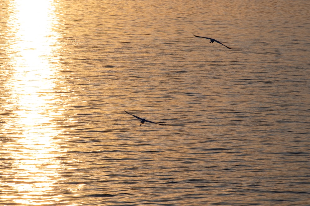 a couple of birds flying over a large body of water