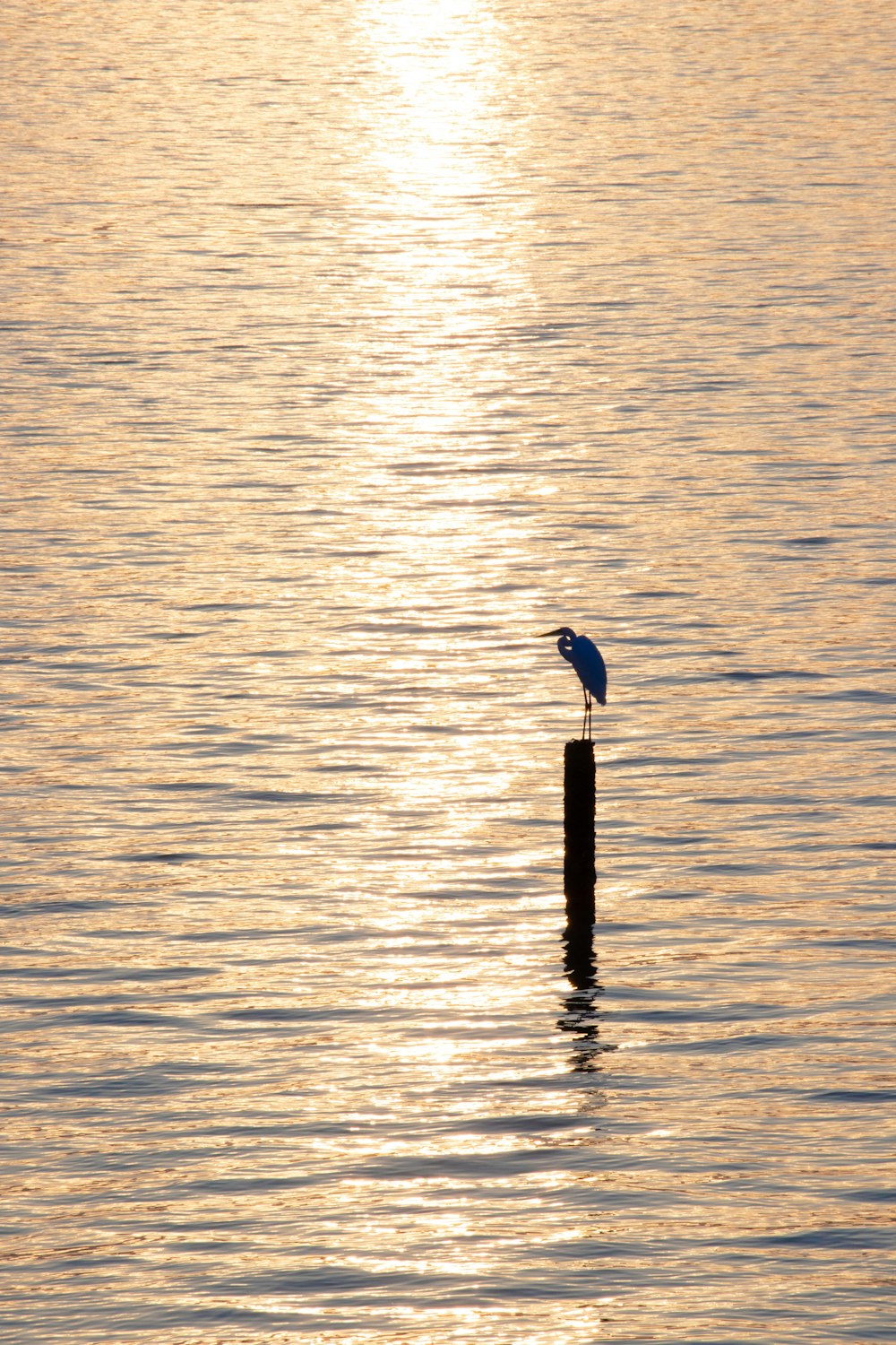 a bird sitting on a post in the middle of a body of water