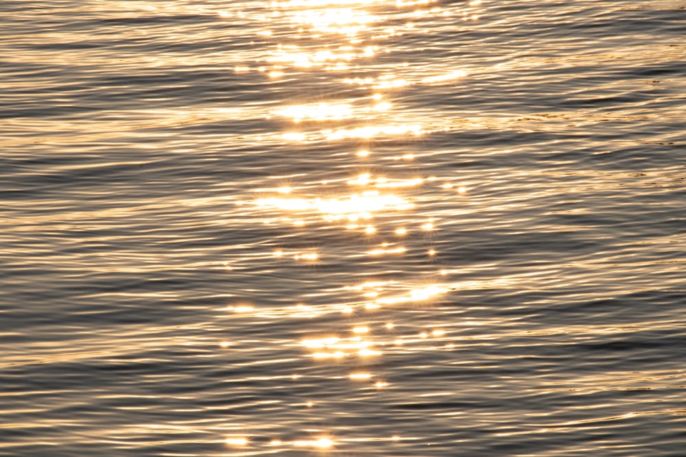 a bird flying over a body of water